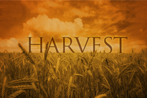 Harvest - Copy